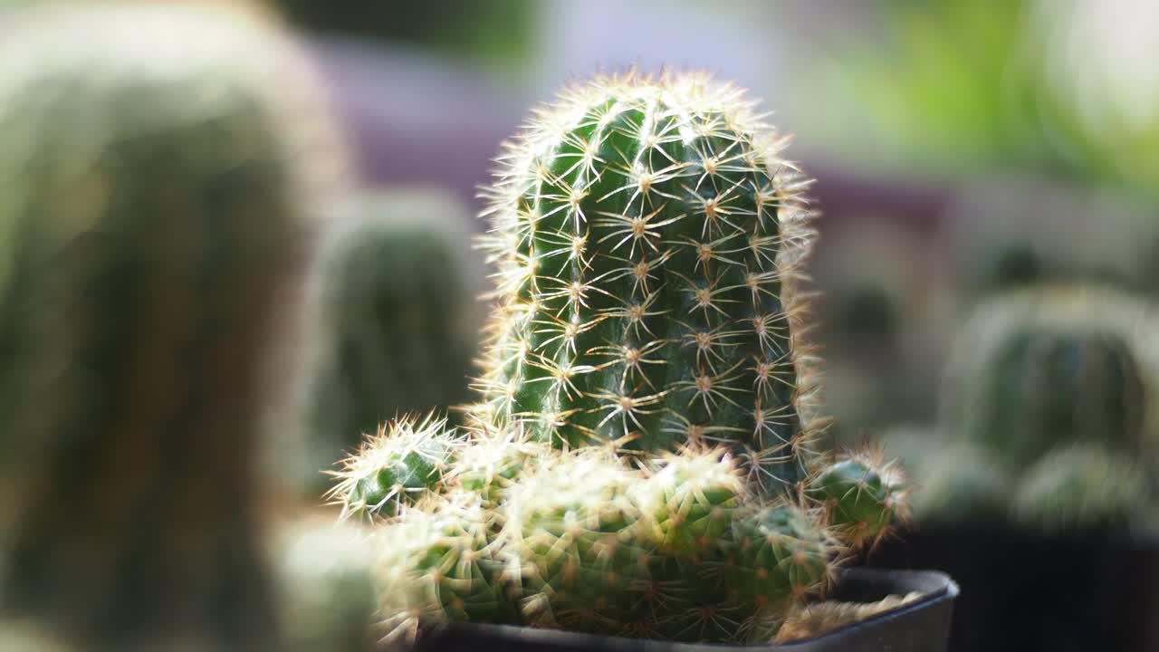 近距离观察花园里的仙人掌视频素材