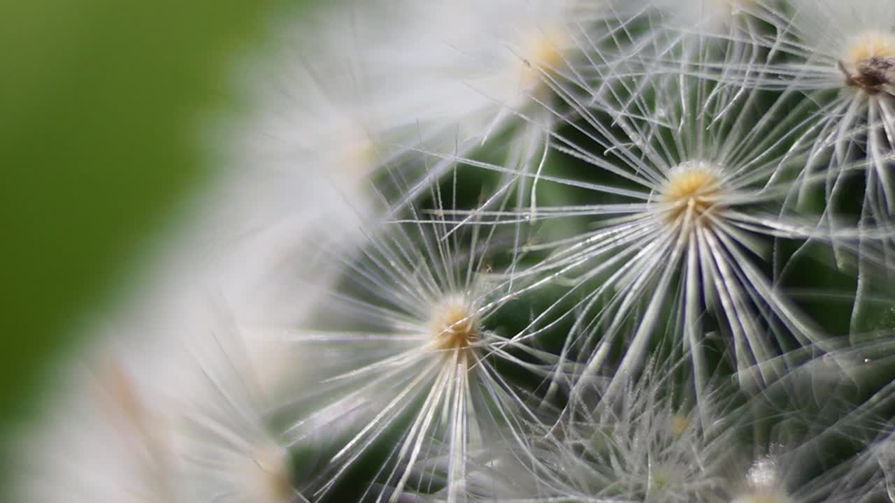 近距离观察花园里的仙人掌视频素材