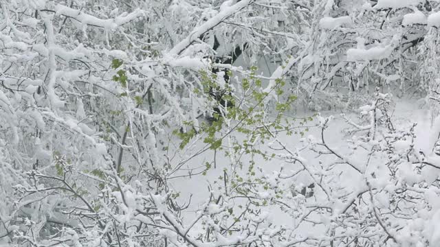 春天的降雪。树叶盛开的树枝上覆盖着雪视频素材