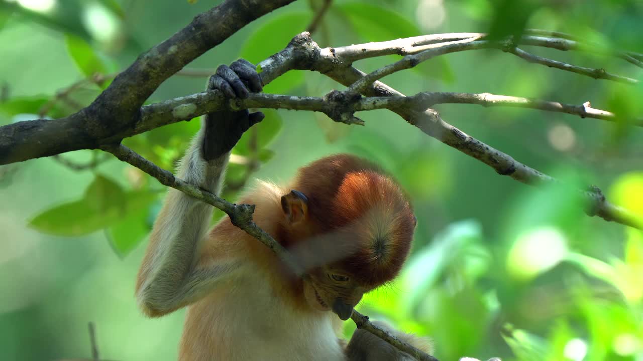 长鼻猴的幼崽正在吃红树皮视频素材