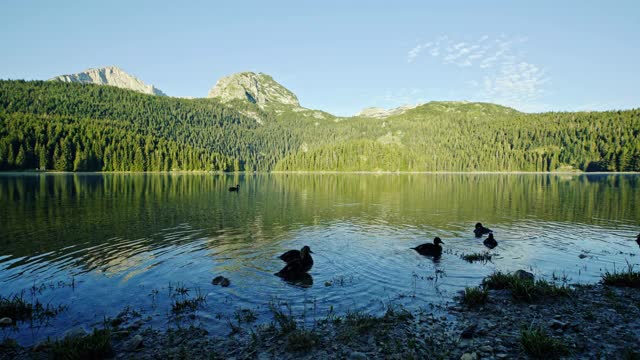 漫步在宁静的山湖岸边，一群鸭子在岸边游来游去，周围的森林映出了倒影视频素材