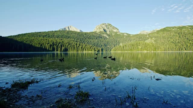 在黑山乡村的阳光明媚的日子里，一群野鸭在宁静的湖面上对着山脊游泳视频素材