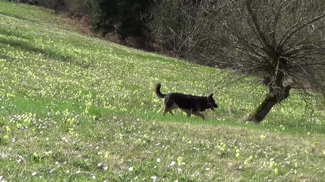 德国牧羊犬在夏天的草地上自由奔跑视频素材