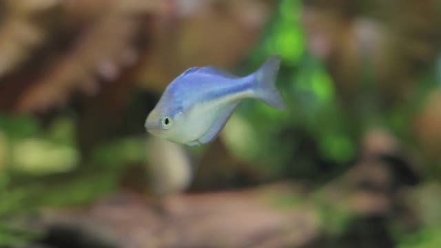 库图布湖彩虹鱼(Lake Kutubu rainbowfish, Melanotaenia lacustris)是库图布湖彩虹鱼科的一种鱼类。视频素材