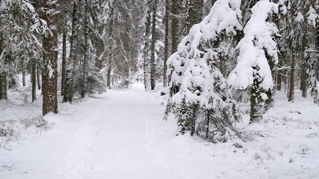 冬雪中的针叶林，有一条小路视频素材