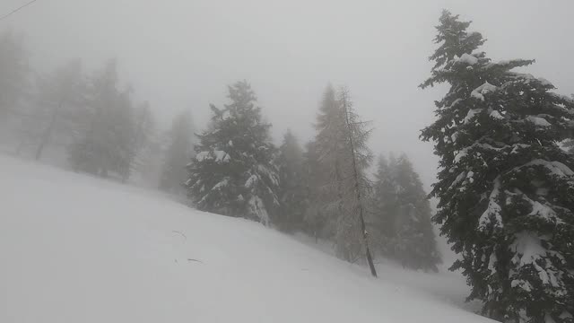 在风和雾中，雪覆盖了树木视频素材