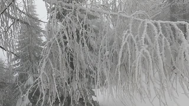 落叶松在雪、风和雾中摇摆视频素材