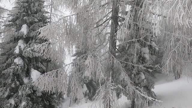 落叶松在雪、风和雾中摇摆视频素材