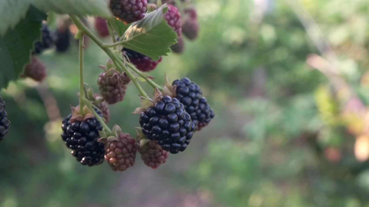 特写成熟的大黑莓在风中摇摆挂在灌木上，收获和采摘浆果的概念。4 k视频素材