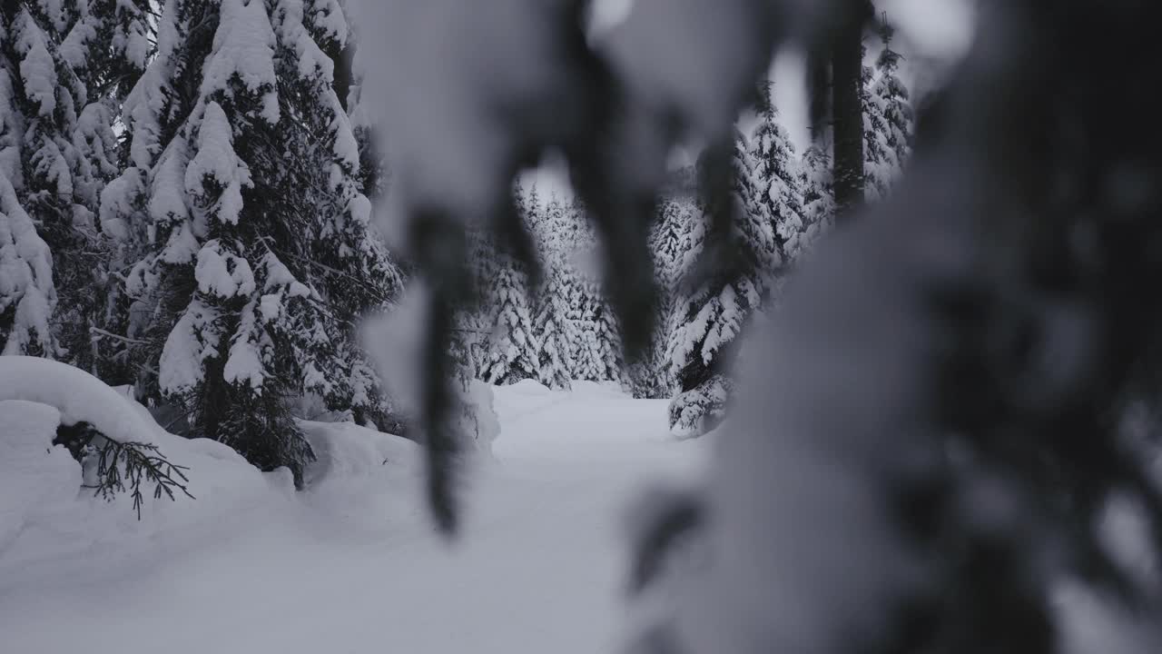 职业运动员的慢动作镜头，越野滑雪运动员在冰雪覆盖的冰冻森林中滑行视频素材