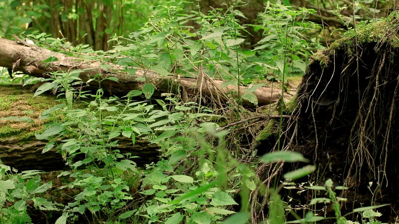 在波兰东北部的Balowieza森林里，一棵倒下的树的根视频素材