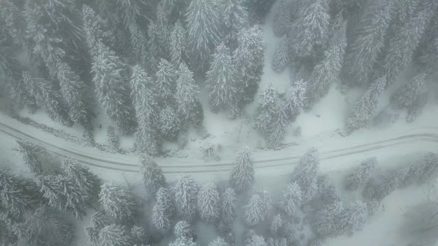 雪覆盖的道路穿过森林视频素材