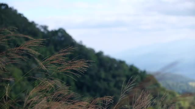 草花在山上随风飘扬的慢动作视频素材