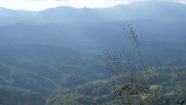 草花在山上随风飘扬的慢动作视频素材