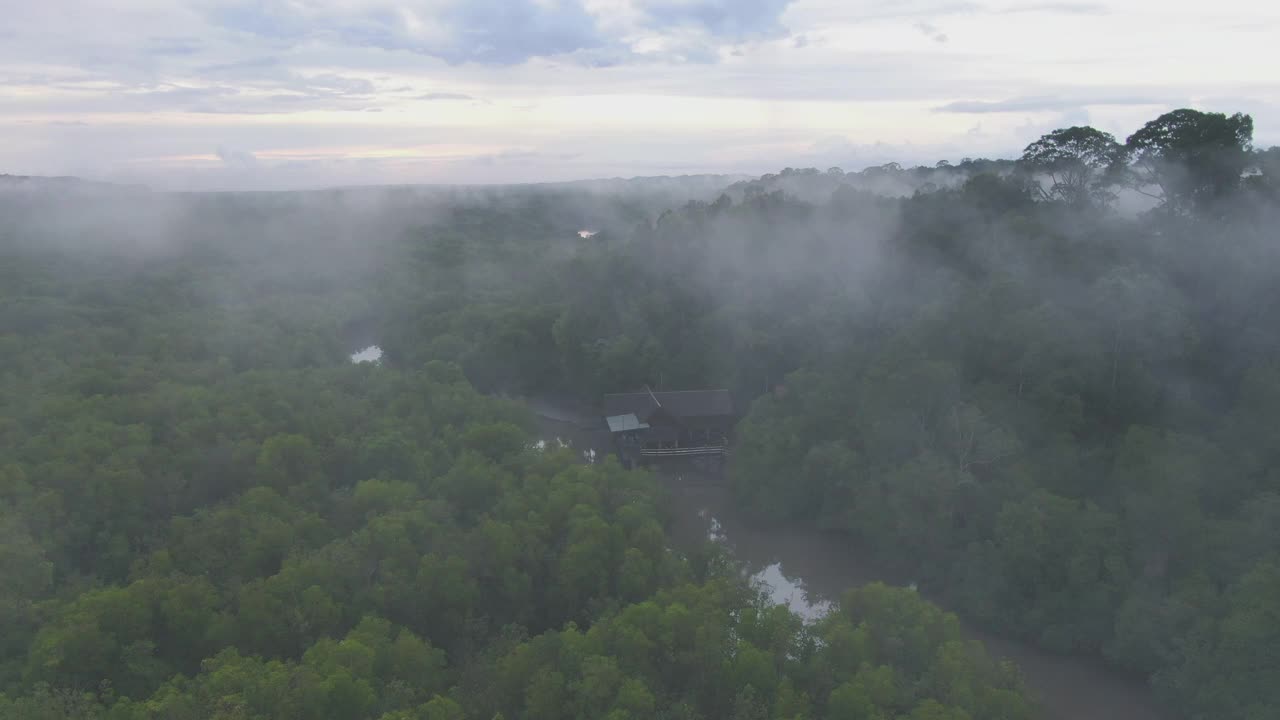 婆罗洲热带雨林或婆罗洲丛林视频素材