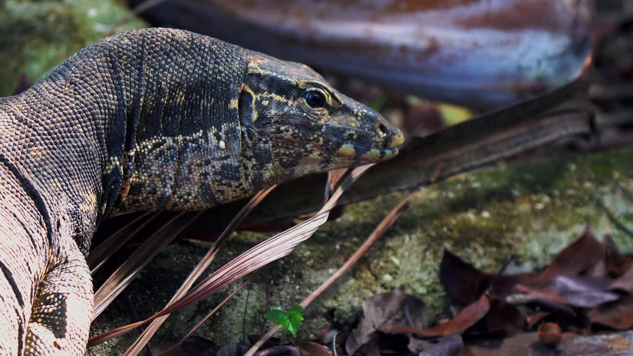 科莫多龙(Varanus komodoensis)的特写视频素材