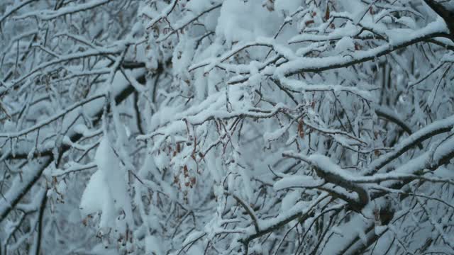 近距离的树枝上覆盖着雪花，在风中摇摆，背景上一场雪视频素材