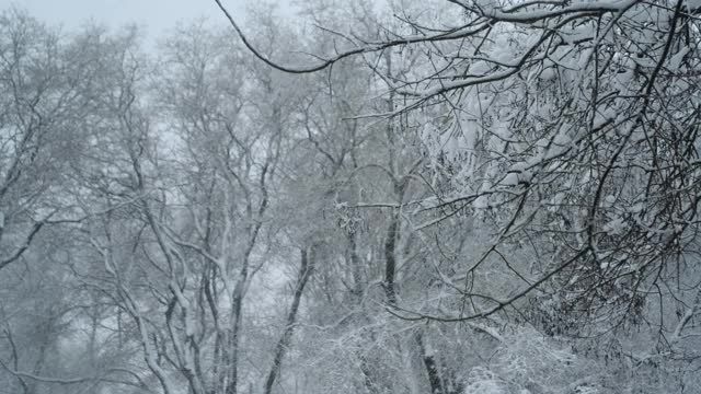 被雪覆盖的树木在风中摇摆，以一场大雪为背景视频素材