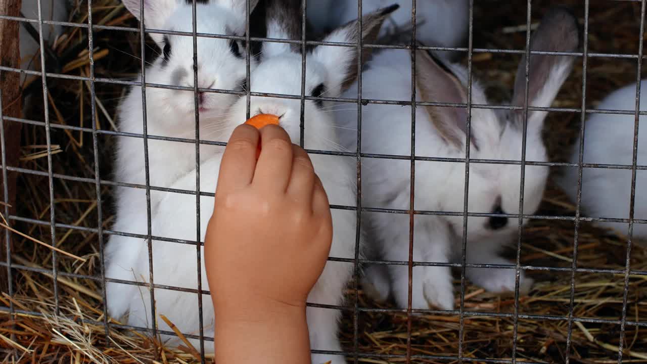 农场里的一个孩子在用胡萝卜喂笼子里的漂亮白兔。农场上的白兔特写。视频素材