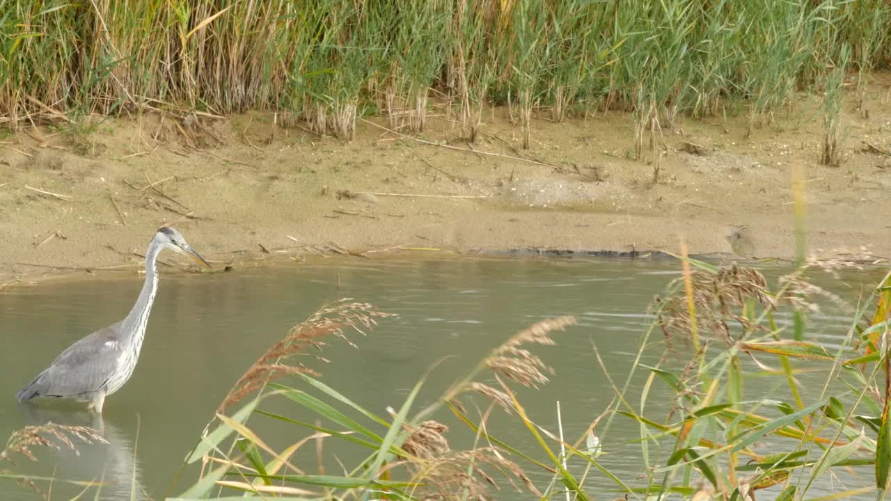 鹭在池塘里捉鱼视频素材