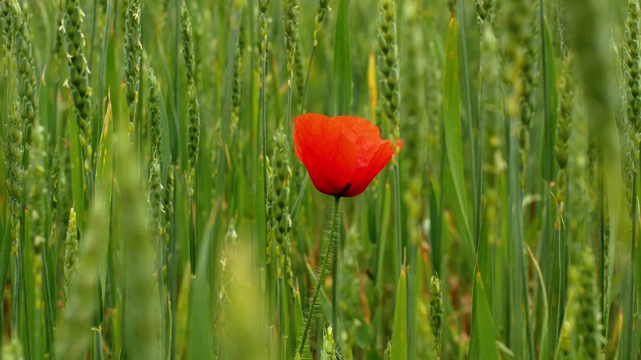 红色的花，绿色的背景。绿色麦田里的罂粟花。特写镜头视频素材