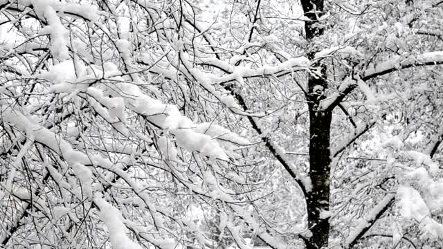 雪落在树枝上视频下载