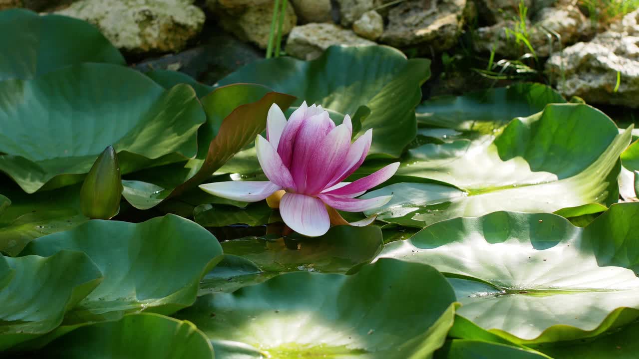 美丽的莲花。特写粉白莲花池亚洲近莲花沉思视频素材