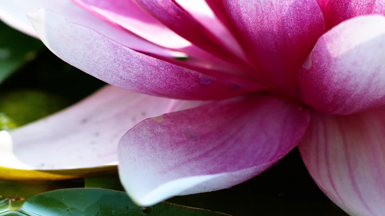 美丽的莲花。特写粉白莲花池亚洲近莲花沉思视频素材