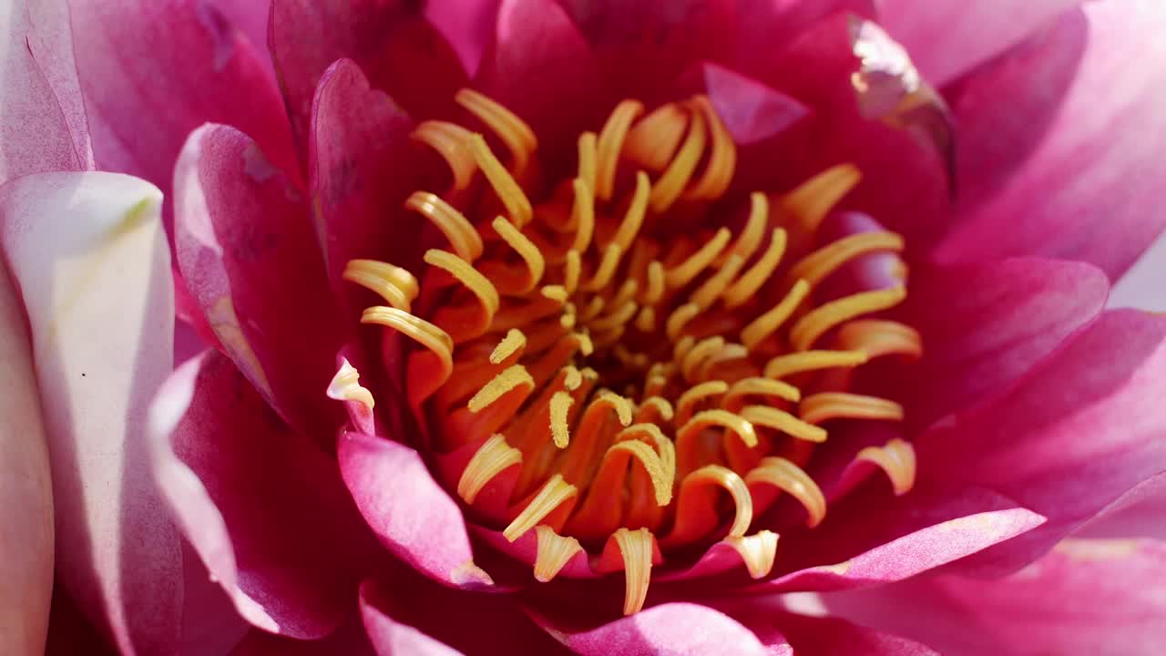 美丽的莲花。特写粉白莲花池亚洲近莲花沉思视频素材