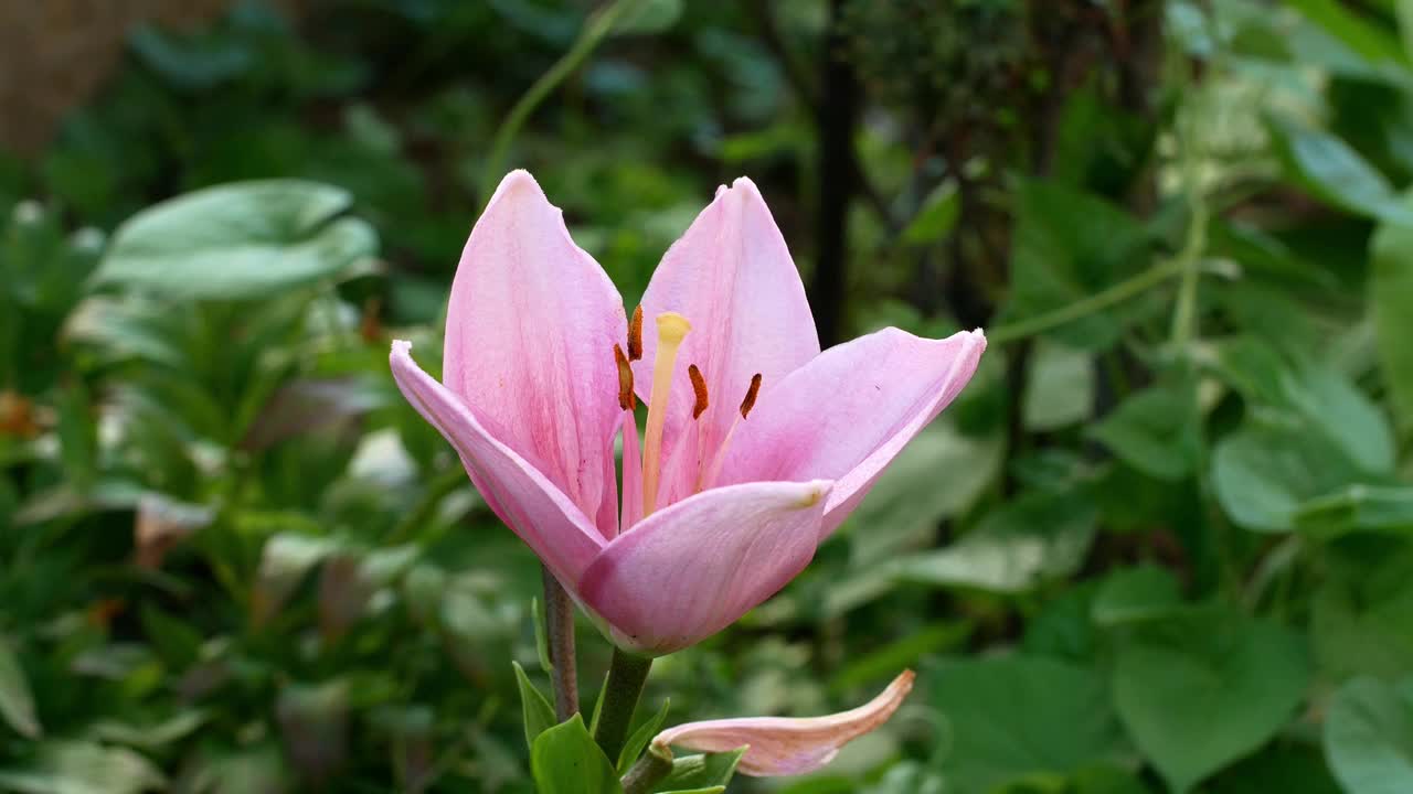 美丽的粉红色百合在花园里盛开。粉红色的花朵特写。视频素材