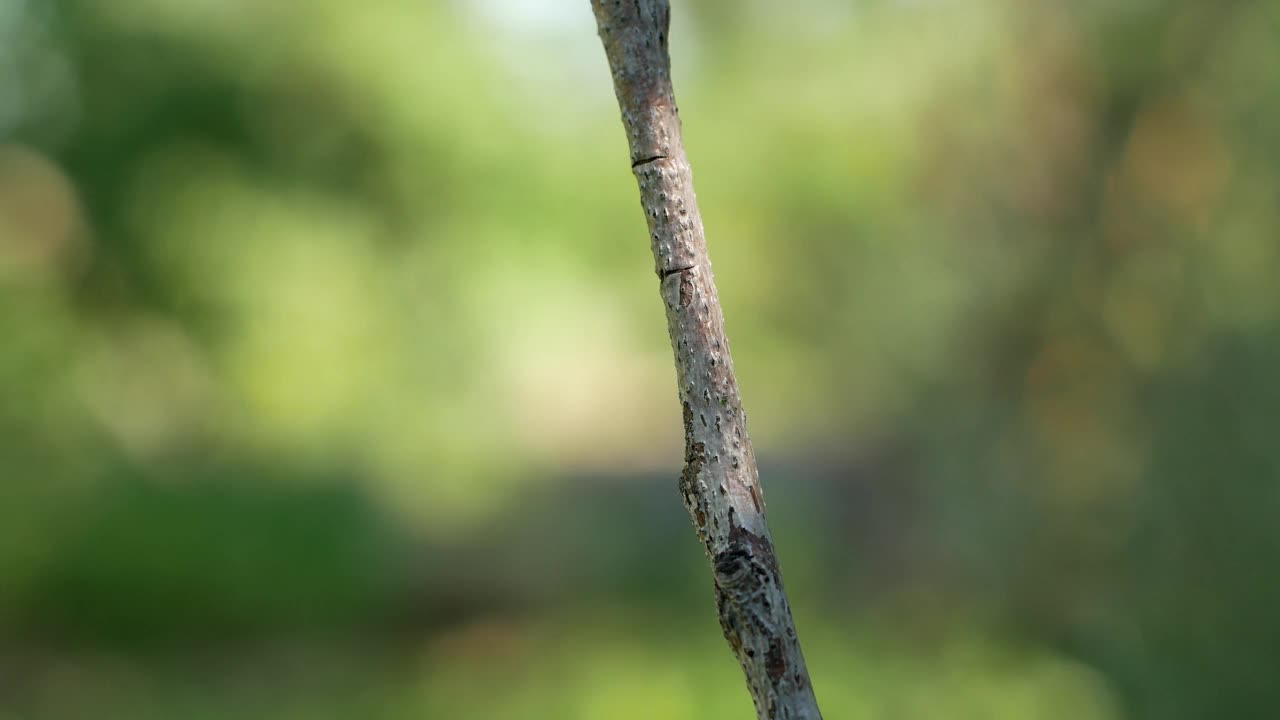 4K美丽的黄黑蜻蜓坐在树枝上。蜻蜓特写视频素材