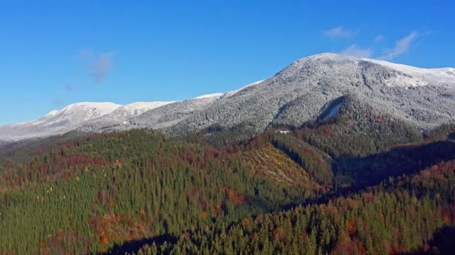 俯瞰白雪覆盖的松树在喀尔巴阡山脉在乌克兰视频素材