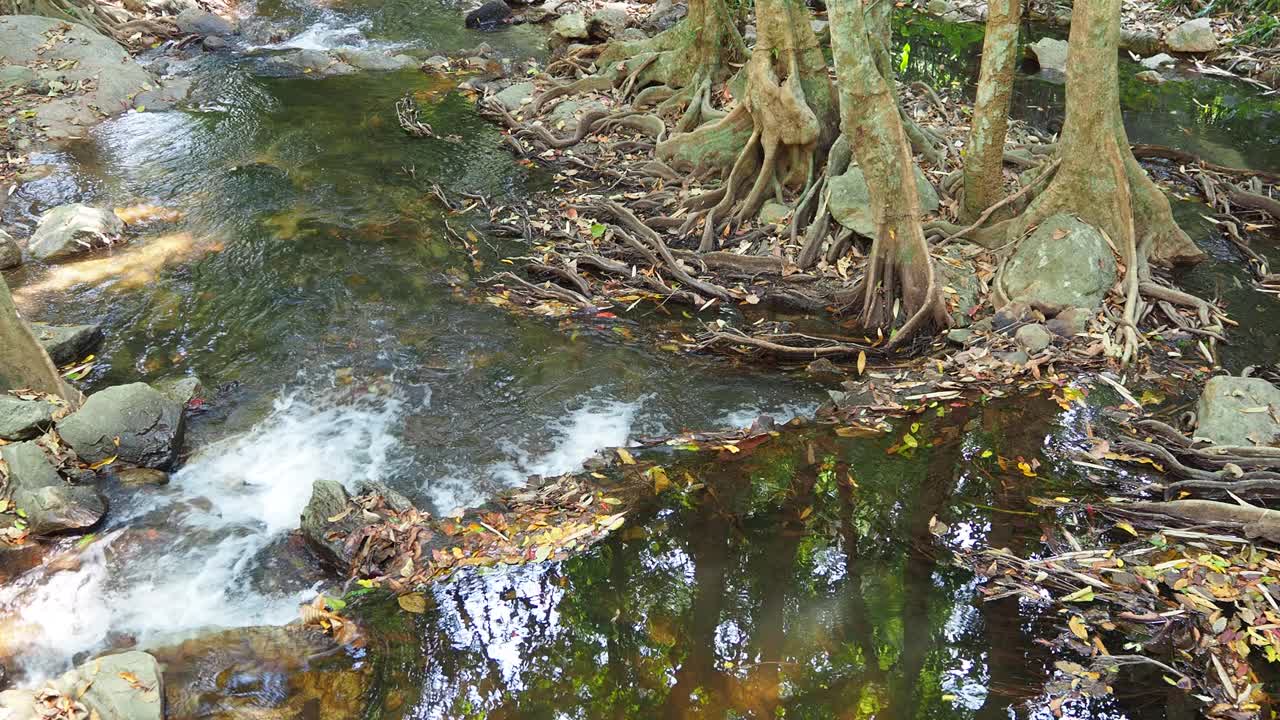 秋叶在流水中流淌视频素材