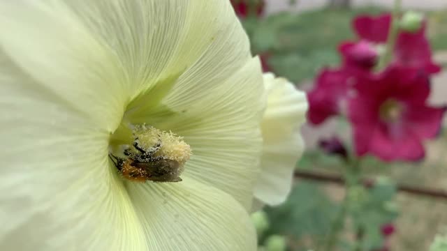 白色的花视频素材