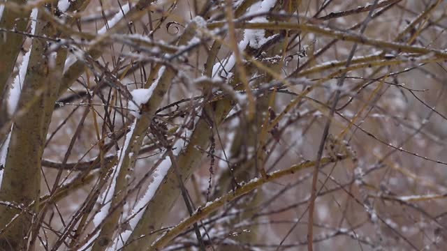 冬天在公园下雪。视频素材