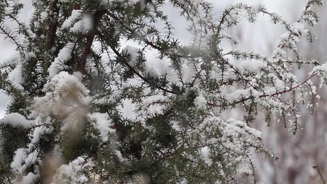 一棵有雪的常青树的树枝。视频素材