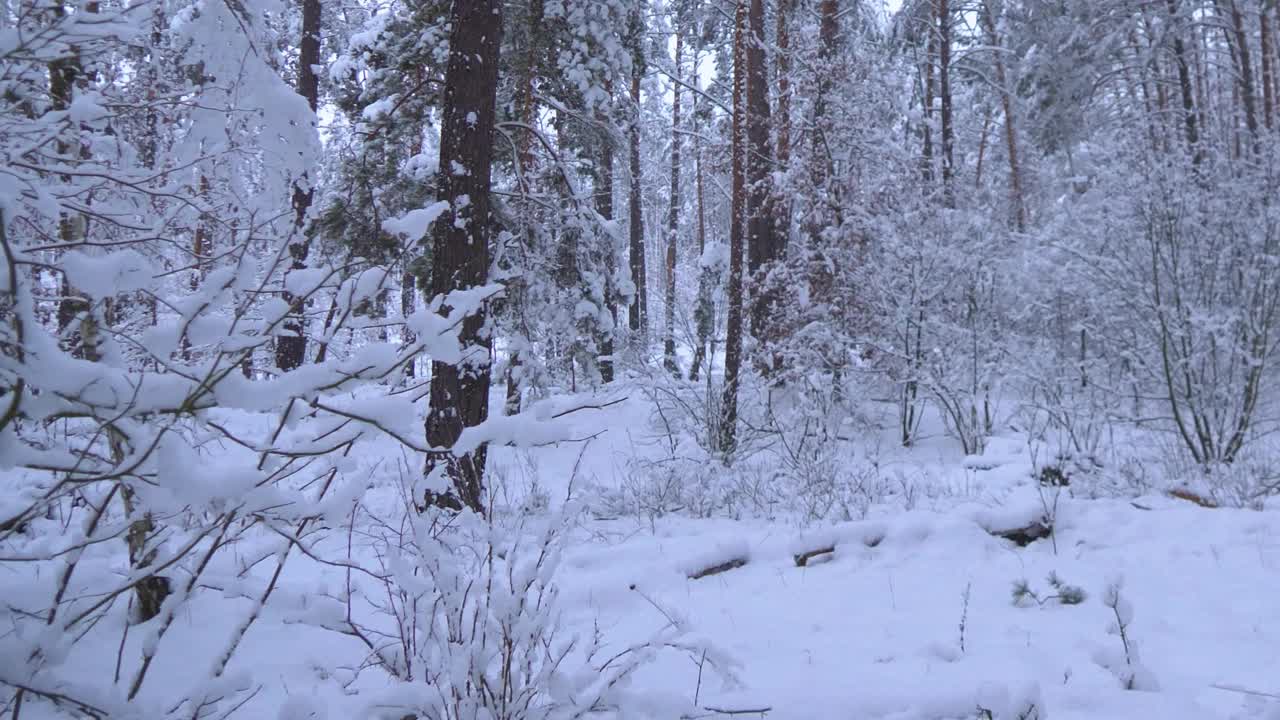 松树在雪地里。冬天的森林下雪视频素材