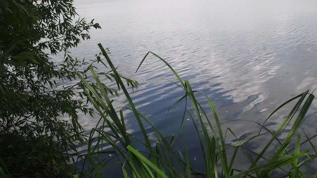 河岸上长满了植物和树枝，湖面泛起涟漪，随风摇摆视频素材