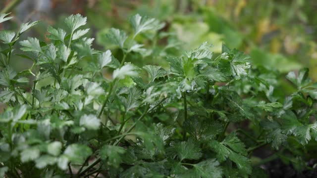 葱郁的绿色草本植物浇灌花园慢动作视频素材