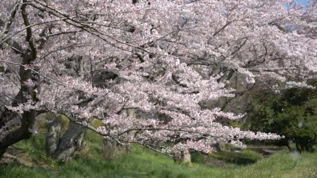 樱花随风飘落(超慢镜头)视频素材