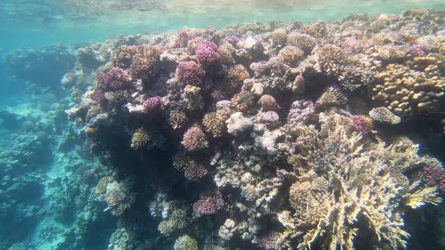 热带珊瑚礁海洋生物。水下热带彩色软硬珊瑚海景。水下鱼礁海洋。热带色彩斑斓的水下海景。礁珊瑚的场景。珊瑚花园海景。视频素材