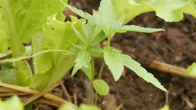 大麻绿色植物。视频素材