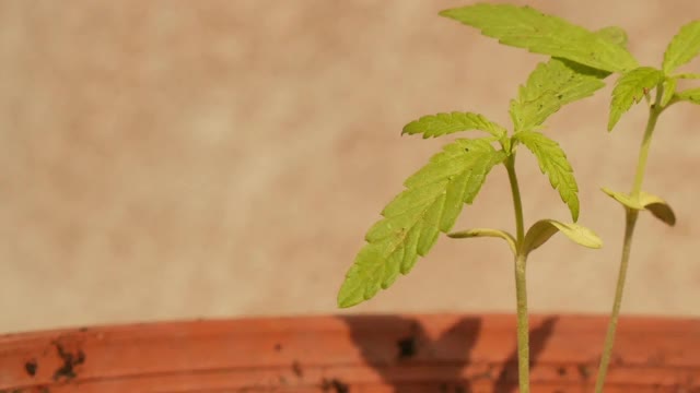 大麻绿色植物。视频素材