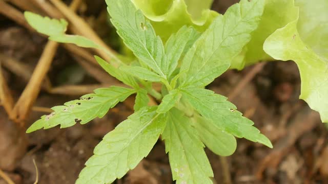 大麻绿色植物。视频素材