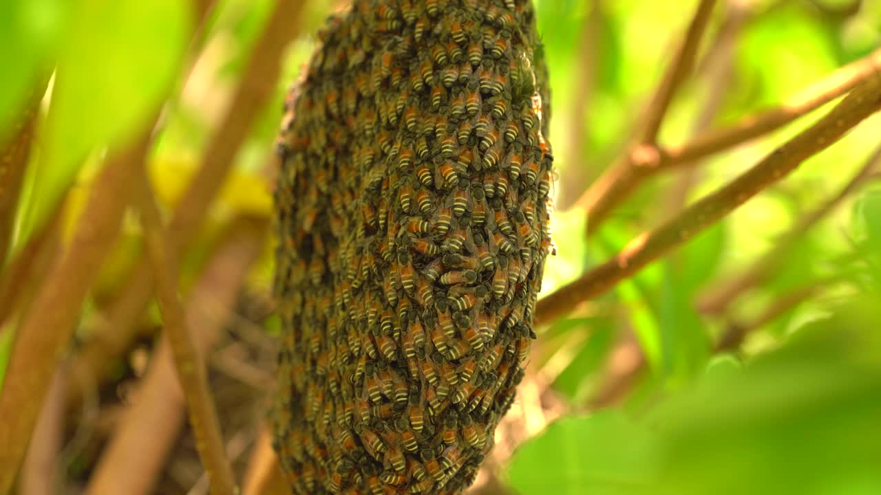 蜜蜂蜂房的蜜蜂昆虫在自然界的树上，绿叶树的前景，近宏蜜蜂群在巢野，天然有机蜂蜜为人们，昆虫工作在花园里的树枝树野视频素材