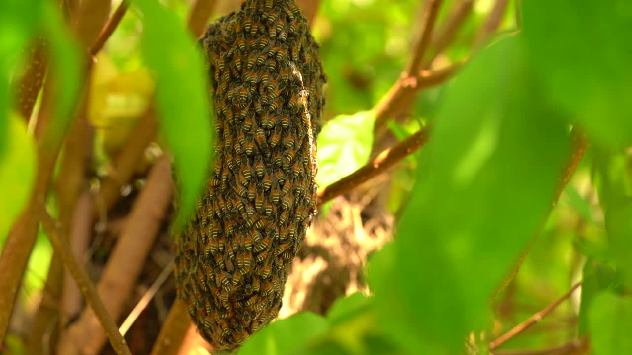 蜜蜂蜂房的蜜蜂昆虫在自然界的树上，绿叶树的前景，近宏蜜蜂群在巢野，天然有机蜂蜜为人们，昆虫工作在花园里的树枝树野视频素材