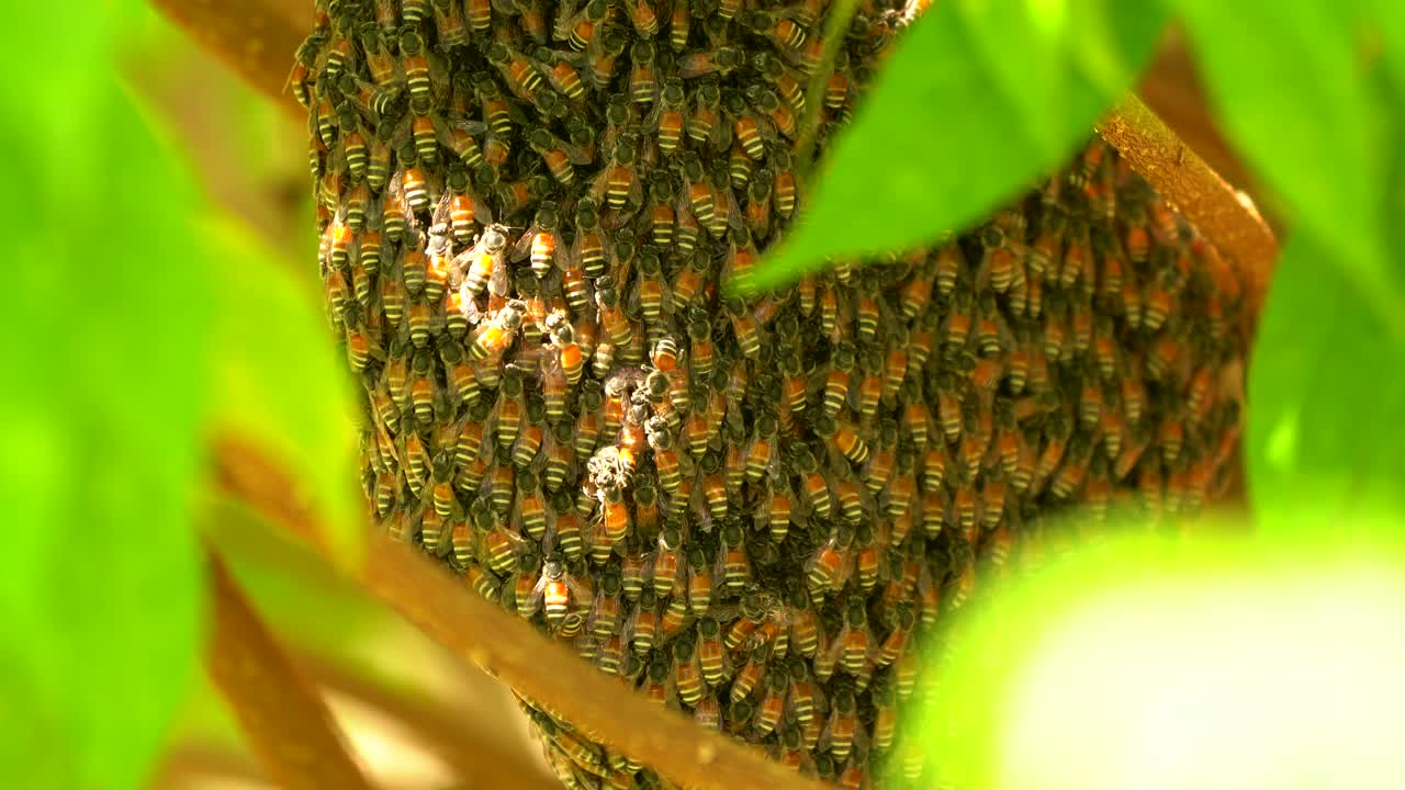 蜜蜂蜂房的蜜蜂昆虫在自然界的树上，绿叶树的前景，近宏蜜蜂群在巢野，天然有机蜂蜜为人们，昆虫工作在花园里的树枝树野视频素材