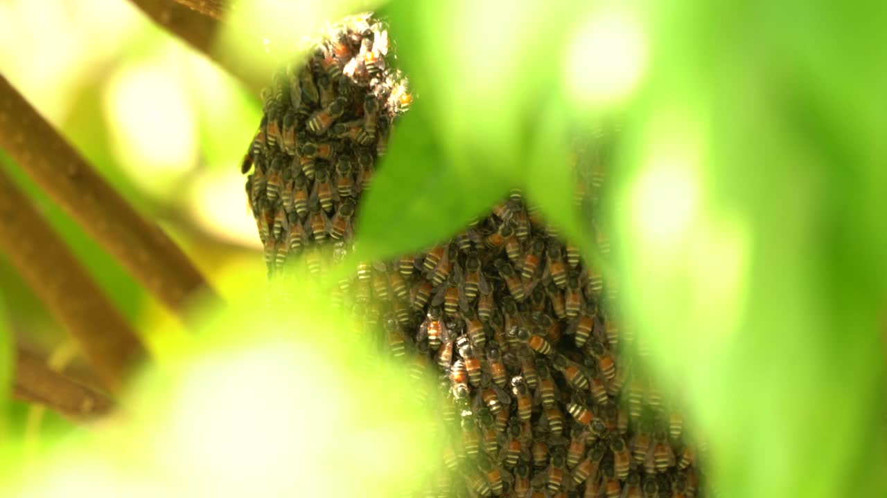 蜜蜂蜂房的蜜蜂昆虫在自然界的树上，绿叶树的前景，近宏蜜蜂群在巢野，天然有机蜂蜜为人们，昆虫工作在花园里的树枝树野视频素材