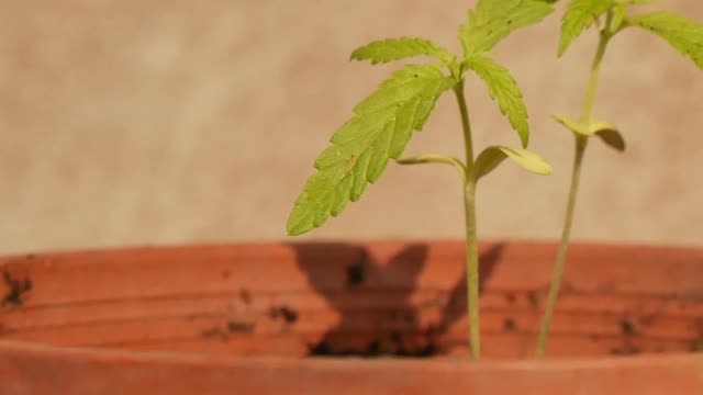 大麻绿色植物。视频素材