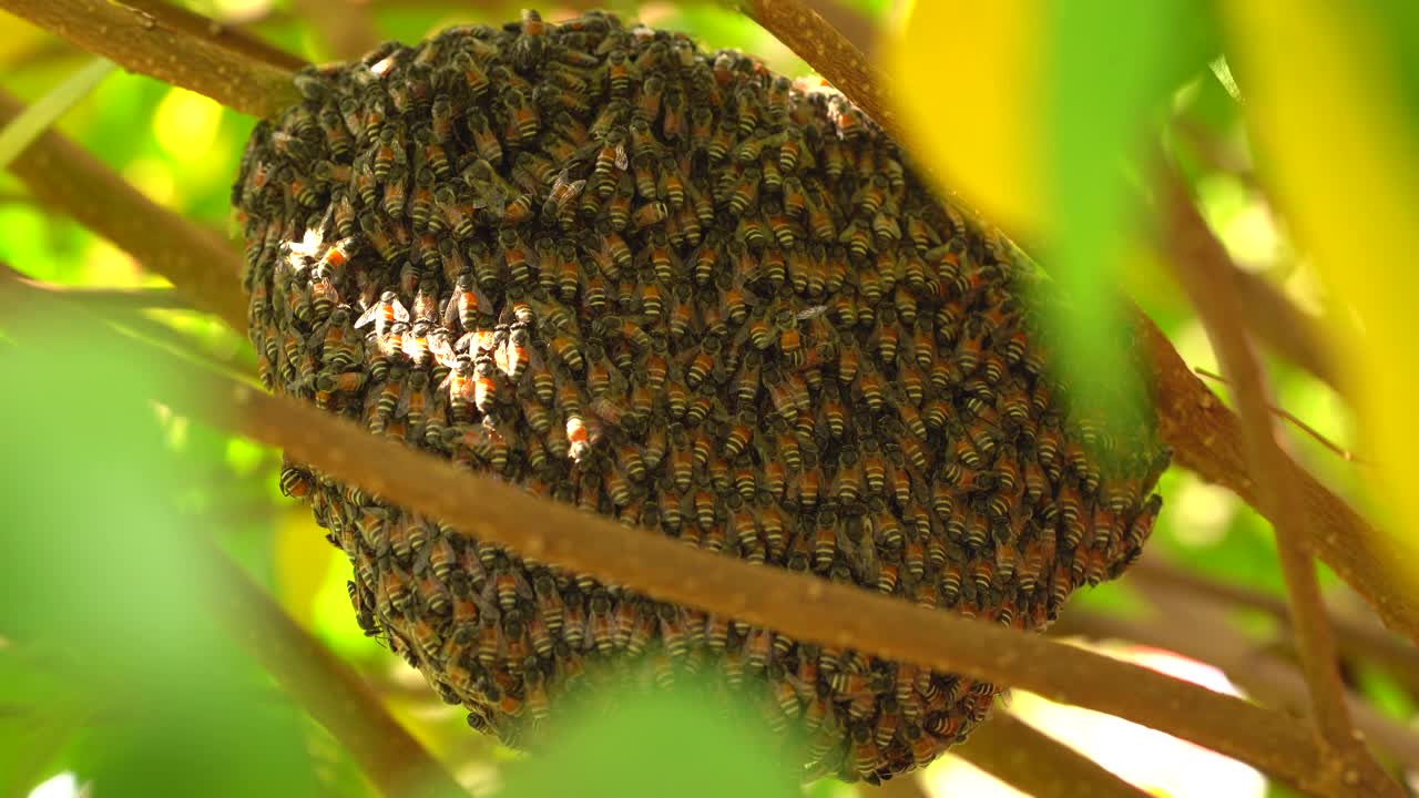 蜜蜂蜂房的蜜蜂昆虫在自然界的树上，绿叶树的前景，近宏蜜蜂群在巢野，天然有机蜂蜜为人们，昆虫工作在花园里的树枝树野视频素材